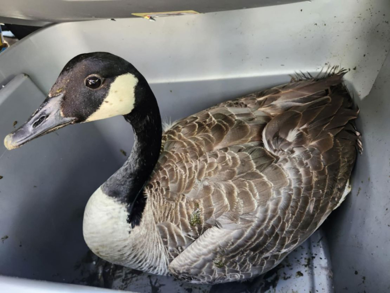 Семейка пернатых, застрявшая на крыше, получает сказочный финал 88 Feathered family stuck on a rooftop gets a fairytale ending