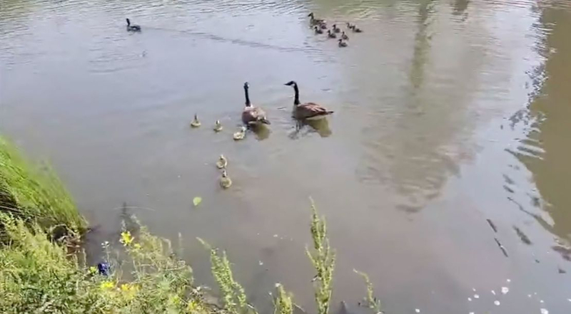 Семейка пернатых, застрявшая на крыше, получает сказочный финал 89 Feathered family stuck on a rooftop gets a fairytale ending