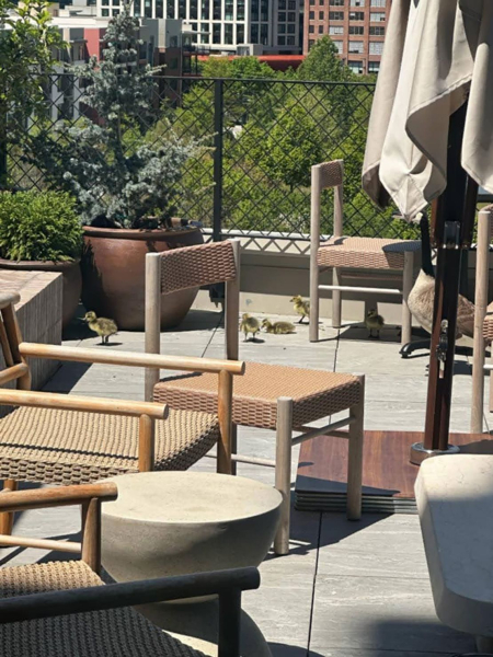 Семейка пернатых, застрявшая на крыше, получает сказочный финал 87 Feathered family stuck on a rooftop gets a fairytale ending