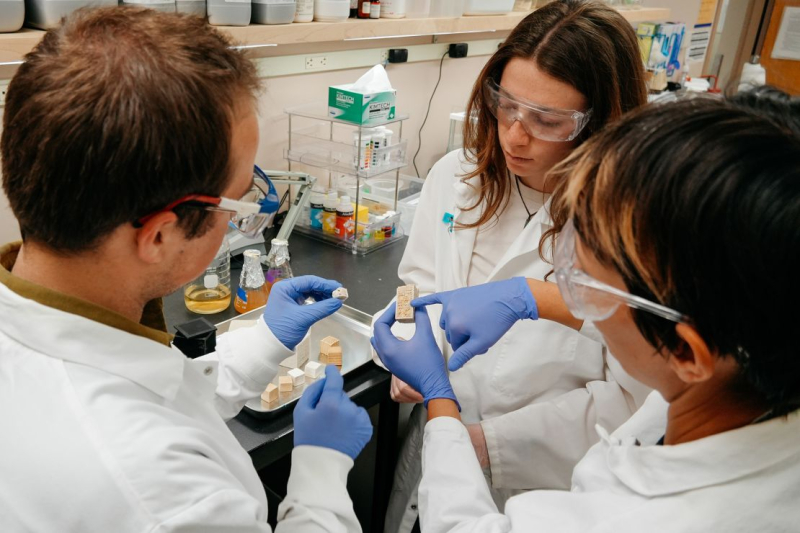 Когда-то грибы станут стройматериалом: вот исследователи, которые пытаются реализовать это 59 Fungi could be used to build homes one day. Meet the researchers trying to make it possible