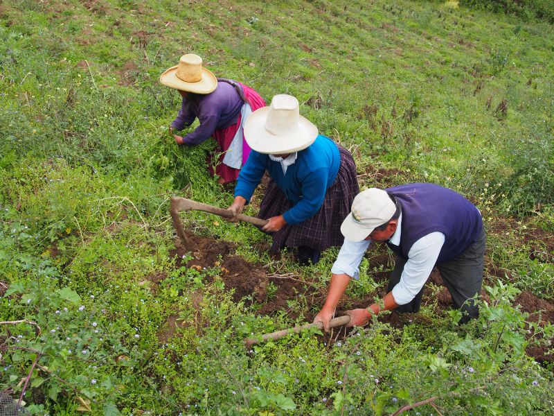 Ученые: современный картофель — результат эволюции от дикого томата 9 миллионов лет назад 59 The modern potato evolved from a wild tomato fling 9 million years ago, scientists say