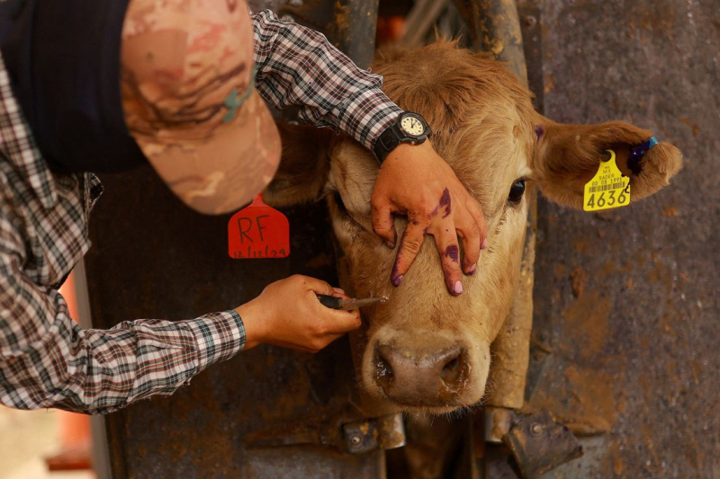 В США планируют разводить миллионы мух и сбрасывать их с самолетов. Вот почему 85 The US has a plan to breed millions of flies and drop them from planes. Here’s why