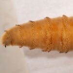 Астрономы заметили межзвездный объект, проносящийся через нашу солнечную систему