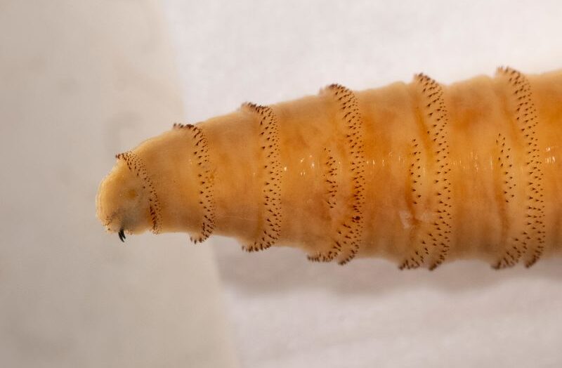 В США планируют разводить миллионы мух и сбрасывать их с самолетов. Вот почему