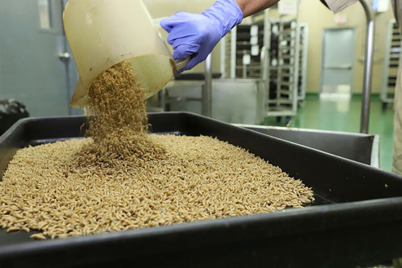 В США планируют разводить миллионы мух и сбрасывать их с самолетов. Вот почему 86 The US has a plan to breed millions of flies and drop them from planes. Here’s why