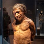 Исследование показало, что шимпанзе могут потреблять эквивалент 1 алкогольного напитка из ферментированных фруктов в день.