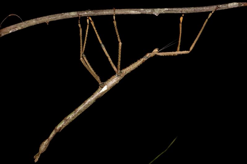 Meet the new species of giant stick insect that weighs about the same as a golf ball