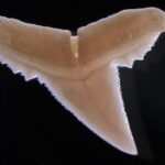 Сверхсекретная военная операция ради поисков «Титаника» — что скрывает это нашумевшее открытие и как его лечат?