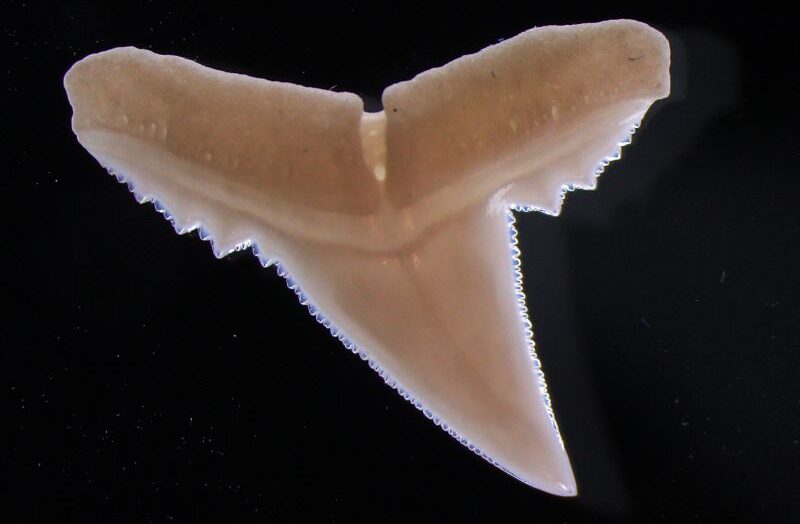 Шок! Кислый океан оставляет "отпечаток" на зубах акул — ученые в ужасе от изменений