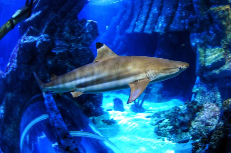 Шок! Кислый океан оставляет "отпечаток" на зубах акул — ученые в ужасе от изменений 60 The ocean is getting more acidic, and it could affect sharks’ teeth