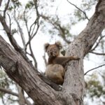 Первая в истории запись спаривания леопардовых акул в дикой природе показывает «секс втроем».