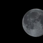 Исследование: почему самки млекопитающих живут дольше самцов — секрет в их сексуальном поведении