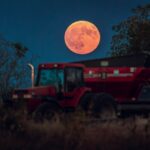 Исследование: почему самки млекопитающих живут дольше самцов — секрет в их сексуальном поведении