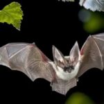 Королева Муравьева-паразитов химическими средствами манипулирует различными способами, чтобы заставить их убить свою мать