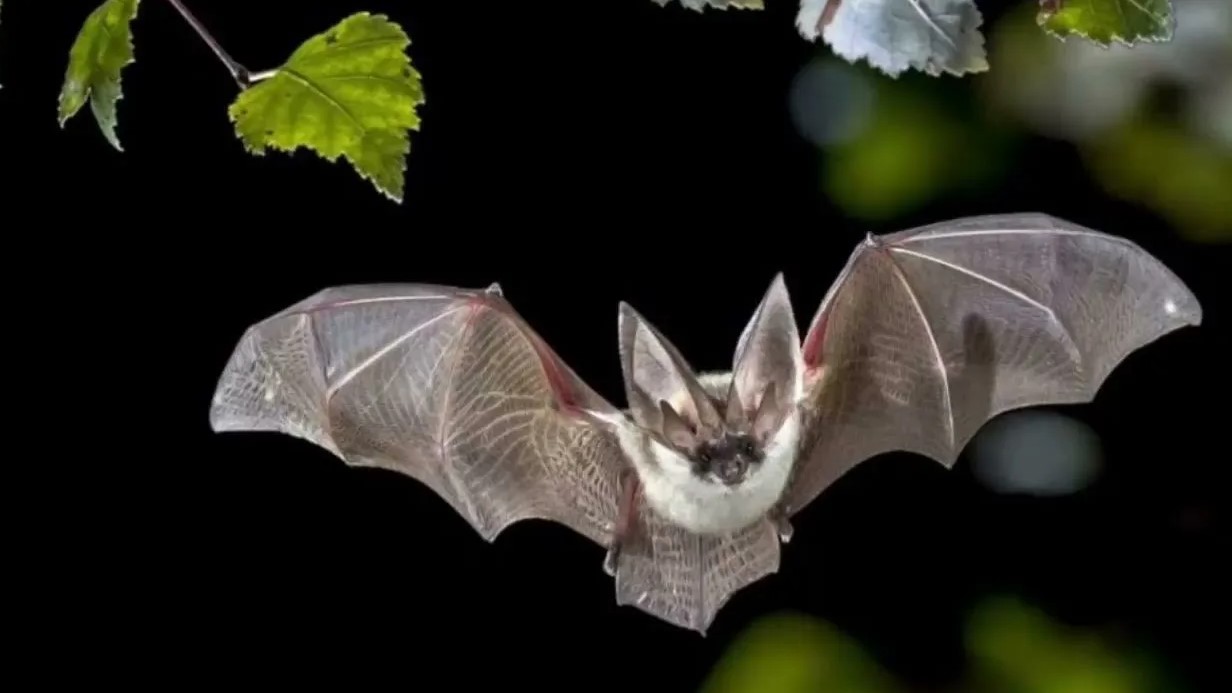 виды летучих мышей могут светиться