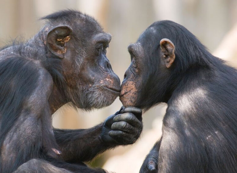 a-new-analysis-suggests-kissing-on-the-lips-may-have-evolved-21-million-years-ago-f99a18f-5602464-jpg