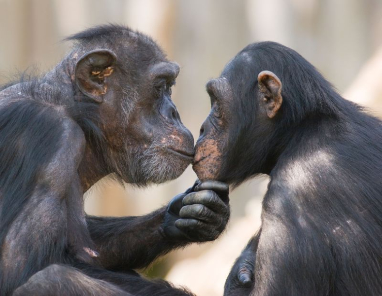 Новый анализ показывает, что поцелуи в губы, возможно, появились 21 миллион лет назад. 2 a-new-analysis-suggests-kissing-on-the-lips-may-have-evolved-21-million-years-ago-f99a18f-5602464-jpg