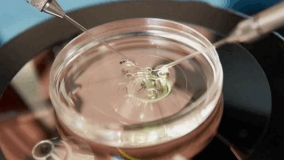 Модели эмбрионов, выращенных в лабораторных условиях