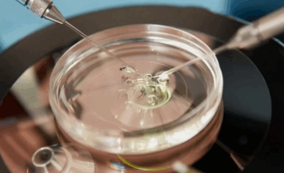 Модели эмбрионов, выращенных в лабораторных условиях, становятся все более реалистичными. Ученые все больше беспокоятся 82 Модели эмбрионов, выращенных в лабораторных условиях