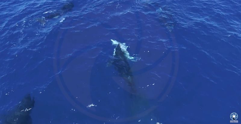 как косатки охотятся на больших белых акул