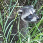 Новая Зеландия заявила, что собирается искоренить одичавших кошек