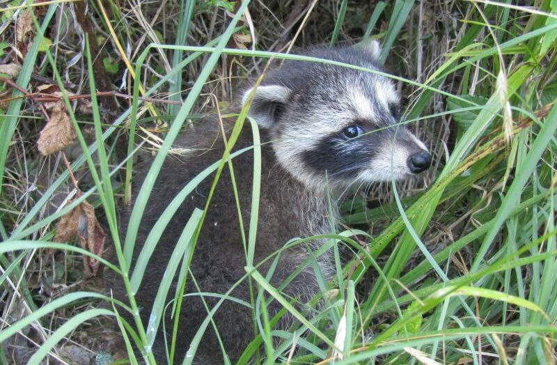 У енотов неисчерпаемый запас городских мусора