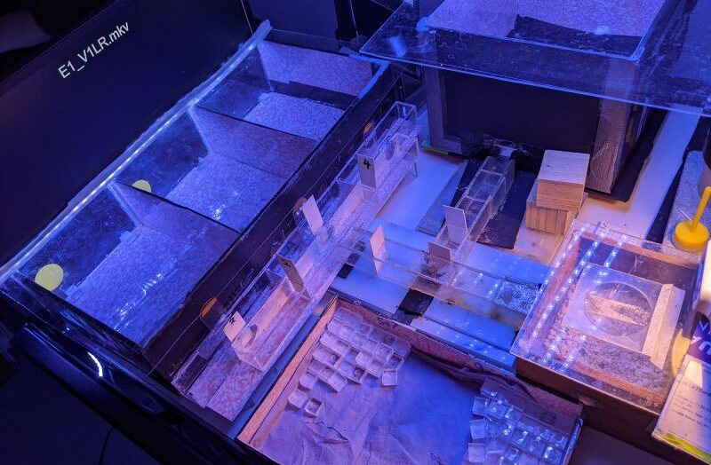 пчелы могут определять время, что впервые наблюдается у насекомых