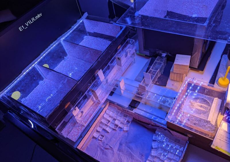 пчелы могут определять время, что впервые наблюдается у насекомых