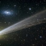 У этих косаток есть друзья-дельфины. Ученые авторитетны, почему