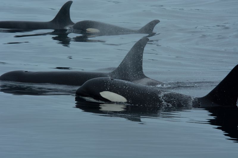 these-orcas-have-dolphin-sidekicks-scientists-have-untangled-why-7f24339-2187285-jpg