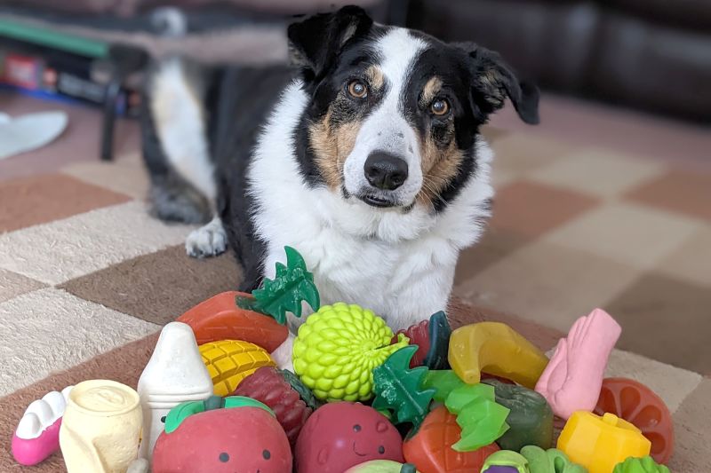 some-super-smart-dogs-can-pick-up-new-words-just-by-eavesdropping-d26bf03-8280242-jpg